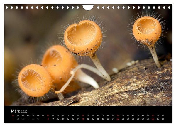 Produktbild: Pilze (Wandkalender 2026 DIN A4 quer), CALVENDO Monatskalender