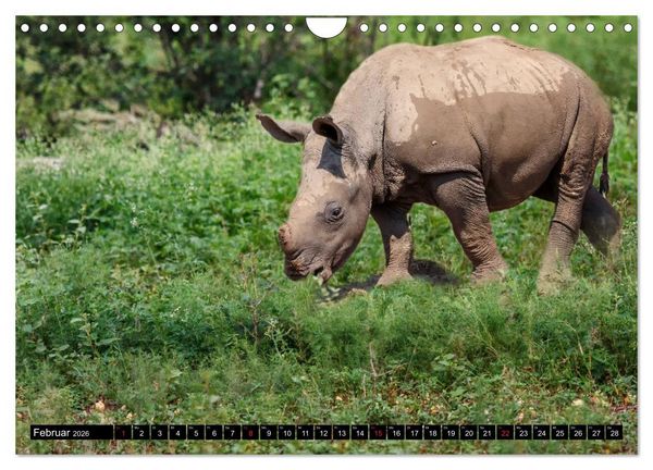Produktbild: Afrikas Tierwelt: Nash&ouml;rner (Wandkalender 2026 DIN A4 quer), CALVENDO Monatskalender