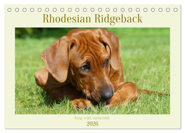 Rhodesian Ridgeback - Jung, wild, zuckersüß (Tischkalender 2026 DIN A5 quer), CALVENDO Monatskalender