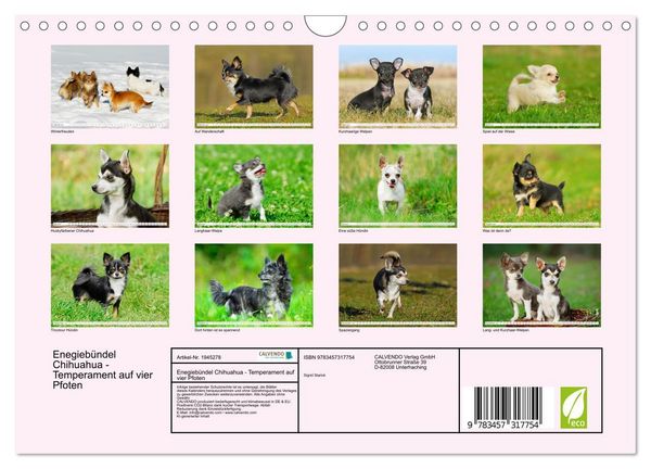 Produktbild: Enegieb&uuml;ndel Chihuahua - Temperament auf vier Pfoten (Wandkalender 2026 DIN A4 quer), CALVENDO Monatskalender