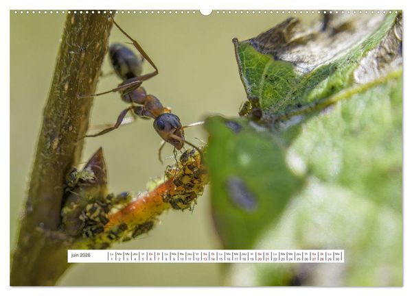 Produktbild: La vie de nos prairies - Le monde des fourmis (Calendrier mural 2026 DIN A2 vertical) calendrier de bureau
