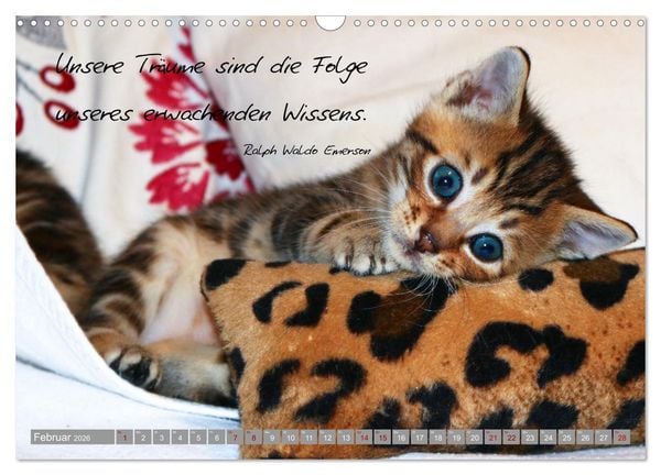 Produktbild: Katzenkinder - zauberhafte Wesen (Wandkalender 2026 DIN A3 quer), CALVENDO Monatskalender