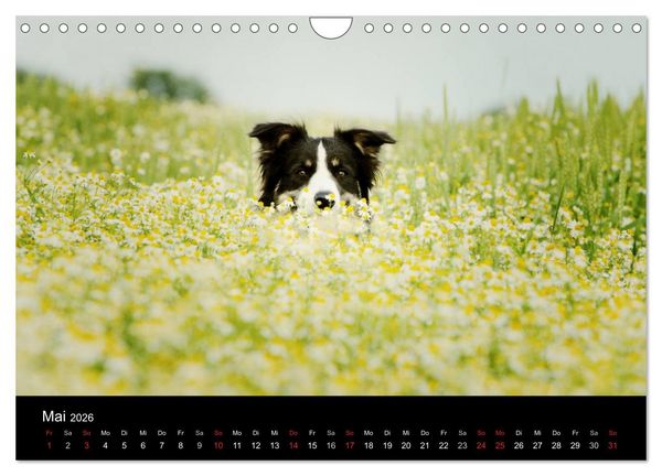 Produktbild: Der Bordercollie-Kalender (Wandkalender 2026 DIN A4 quer), CALVENDO Monatskalender