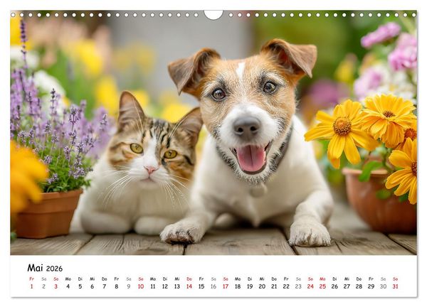 Produktbild: JACK RUSSEL - Kleine Hunde mit gro&szlig;em Charakter (Wandkalender 2026 DIN A3 quer), CALVENDO Monatskalender