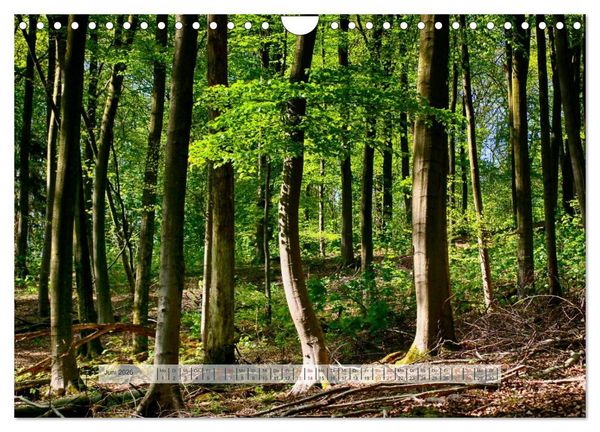 Produktbild: Wald im Bergischen Land 2026 (Wandkalender 2026 DIN A4 quer), CALVENDO Monatskalender