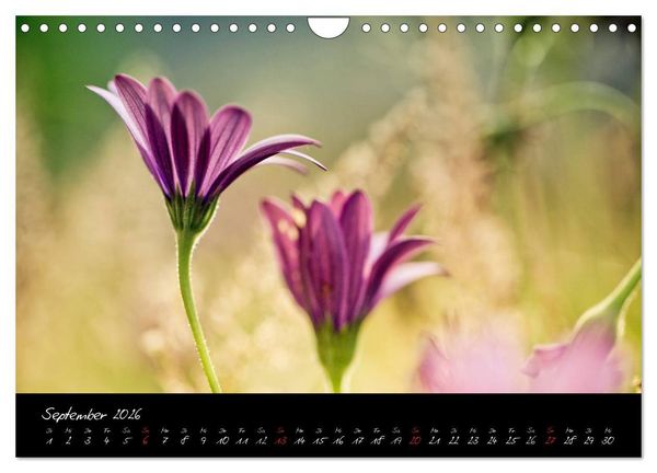 Produktbild: Frankreich Bretagne (Wandkalender 2026 DIN A4 quer), CALVENDO Monatskalender