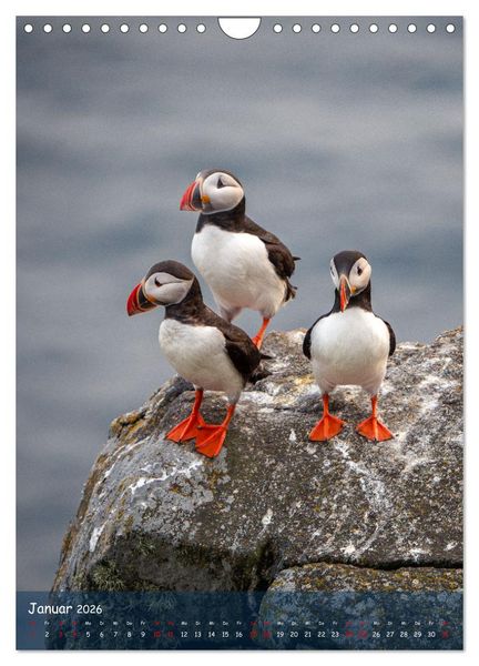 Produktbild: Naturerlebnis Puffin (Wandkalender 2026 DIN A4 hoch), CALVENDO Monatskalender