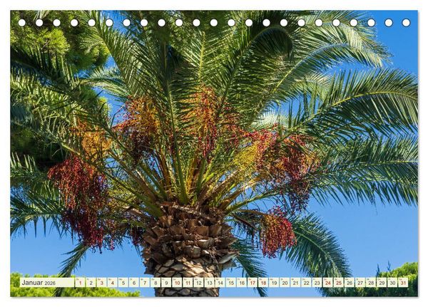 Produktbild: Mediterrane Flora - Pflanzen des S&uuml;dens (Tischkalender 2026 DIN A5 quer), CALVENDO Monatskalender