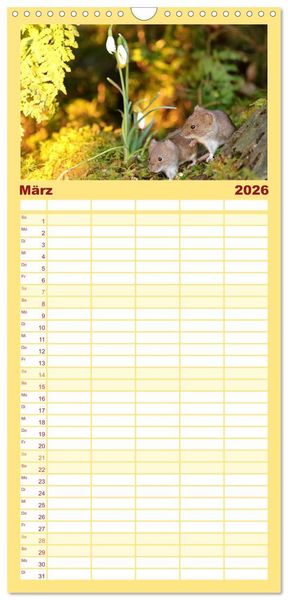 Produktbild: Familienplaner 2026 - Die R&ouml;telmaus - neugierig und verfressen mit 5 Spalten (Wandkalender, 21 x 45 cm) CALVENDO