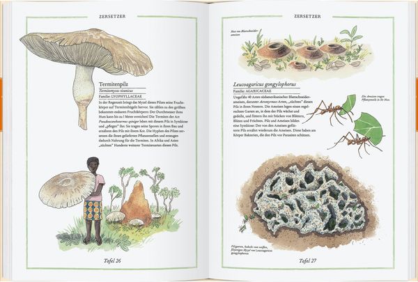 Produktbild: Steinpilz, Tr&uuml;ffel, Pfifferling