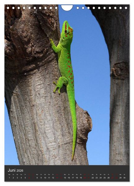 Produktbild: GECKOS (Wandkalender 2026 DIN A4 hoch), CALVENDO Monatskalender