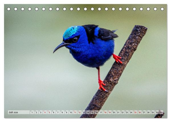 Produktbild: Phantastische Vogelwelt Costa Rica (Tischkalender 2026 DIN A5 quer), CALVENDO Monatskalender