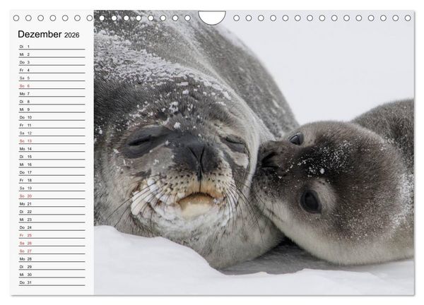 Produktbild: Seehunde und Otter. Putzige Gesellen, perfekte Schwimmer (Wandkalender 2026 DIN A4 quer), CALVENDO Monatskalender