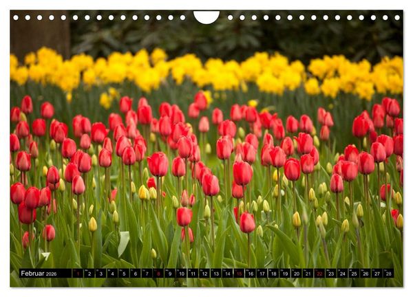 Produktbild: Tulpen (Wandkalender 2026 DIN A4 quer), CALVENDO Monatskalender
