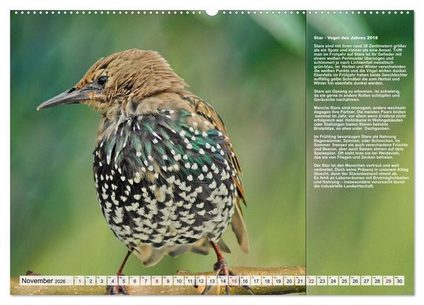 Produktbild: Heimische V&ouml;gel des Jahres (Wandkalender 2026 DIN A2 quer), CALVENDO Monatskalender