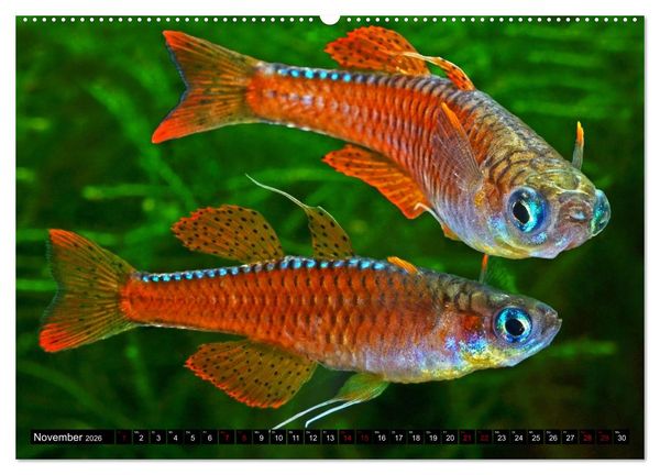 Produktbild: Beliebte Fische der Welt (Wandkalender 2026 DIN A2 quer), CALVENDO Monatskalender