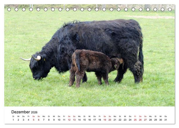 Produktbild: Die Schottischen Hochlandrinder und ihr Nachwuchs (Tischkalender 2026 DIN A5 quer), CALVENDO Monatskalender