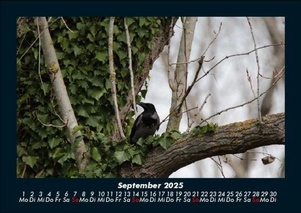 Produktbild: Bilder aus der Natur 2025 Fotokalender DIN A5