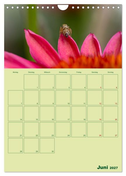 Produktbild: Die Welt der Insekten (Wandkalender 2027 DIN A4 hoch), CALVENDO Monatskalender