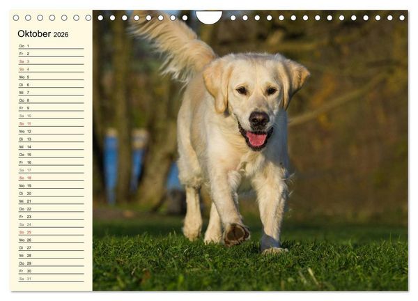 Produktbild: Das Gl&uuml;ck hat einen Namen - Golden Retriever (Wandkalender 2026 DIN A4 quer), CALVENDO Monatskalender