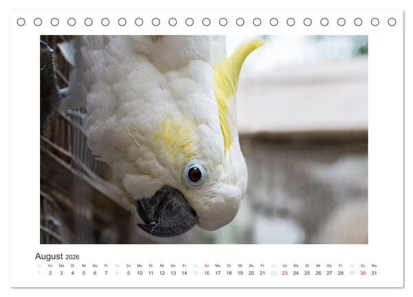 Produktbild: Kunterbunte Papageien und Sittiche (Tischkalender 2026 DIN A5 quer), CALVENDO Monatskalender