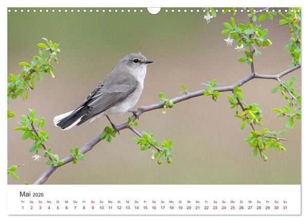 Produktbild: Singv&ouml;gel aus Australien (Wandkalender 2026 DIN A3 quer), CALVENDO Monatskalender