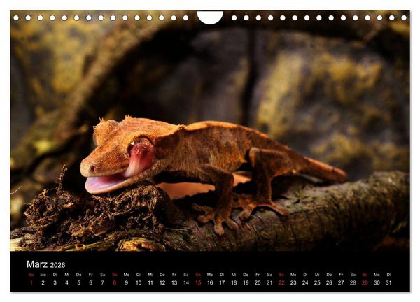 Produktbild: REPTILIEN IM TERRARIUM (Wandkalender 2026 DIN A4 quer), CALVENDO Monatskalender