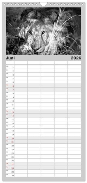 Produktbild: Familienplaner 2026 - L&ouml;wen schwarz wei&szlig; mit 5 Spalten (Wandkalender, 21 x 45 cm) CALVENDO