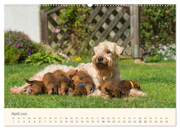 Produktbild: IRISH SOFT COATED WHEATEN TERRIER WELPEN 2026 (Wandkalender 2026 DIN A2 quer), CALVENDO Monatskalender