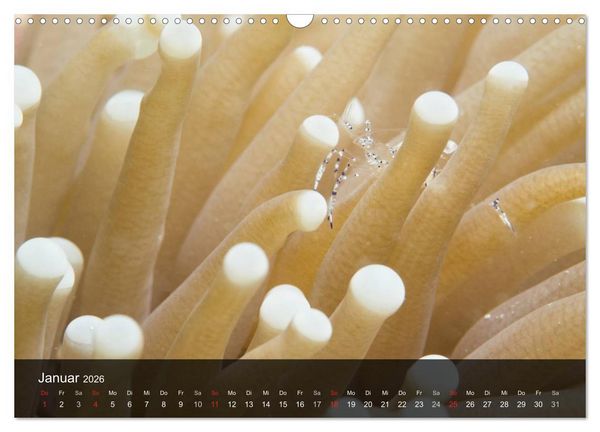 Produktbild: Unterwasser Strukuren (Wandkalender 2026 DIN A3 quer), CALVENDO Monatskalender