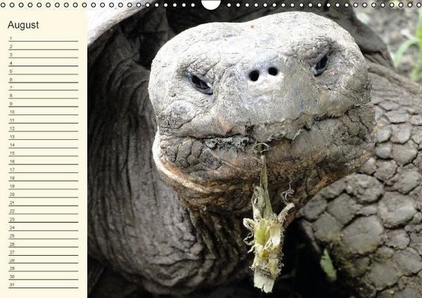 Produktbild: Gal&aacute;pagos Geburtstagskalender (Wandkalender immerw&auml;hrend DIN A3 quer)