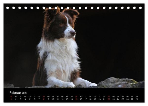 Produktbild: Border Collie 2026 (Tischkalender 2026 DIN A5 quer), CALVENDO Monatskalender