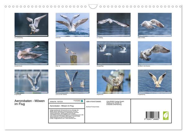 Produktbild: Aerorobaten - M&ouml;wen im Flug (Wandkalender 2026 DIN A3 quer), CALVENDO Monatskalender