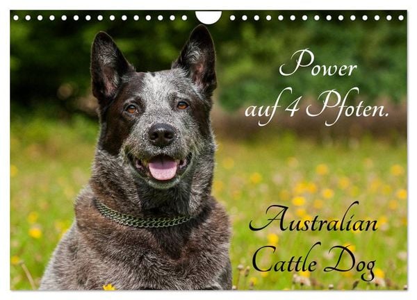 Power auf 4 Pfoten. Australian Cattle Dog (Wandkalender 2026 DIN A4 quer), CALVENDO Monatskalender