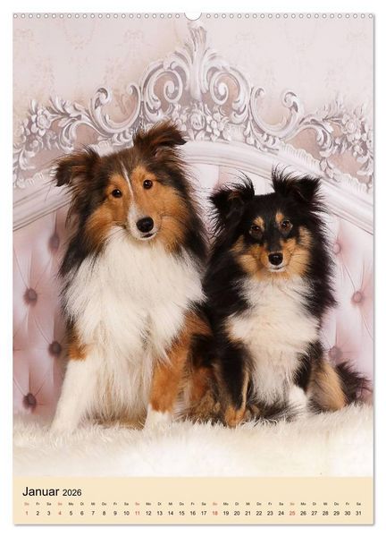 Produktbild: Mit Shelties durchs Jahr (hochwertiger Premium Wandkalender 2026 DIN A2 hoch), Kunstdruck in Hochglanz