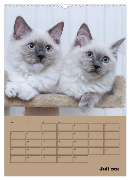 Produktbild: Ragdolls zum Verlieben (Wandkalender 2026 DIN A3 hoch), CALVENDO Monatskalender