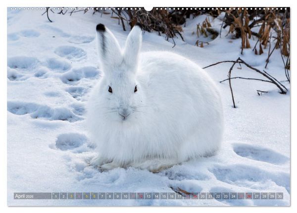 Produktbild: AN DER HUDSON BAY (hochwertiger Premium Wandkalender 2026 DIN A2 quer), Kunstdruck in Hochglanz