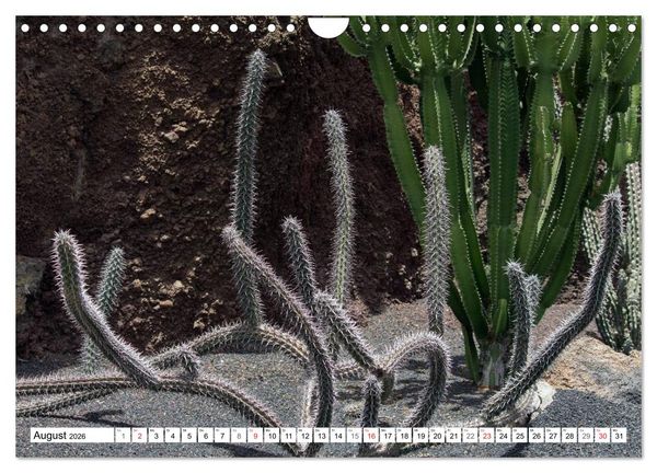 Produktbild: Faszination Kakteen (Wandkalender 2026 DIN A4 quer), CALVENDO Monatskalender