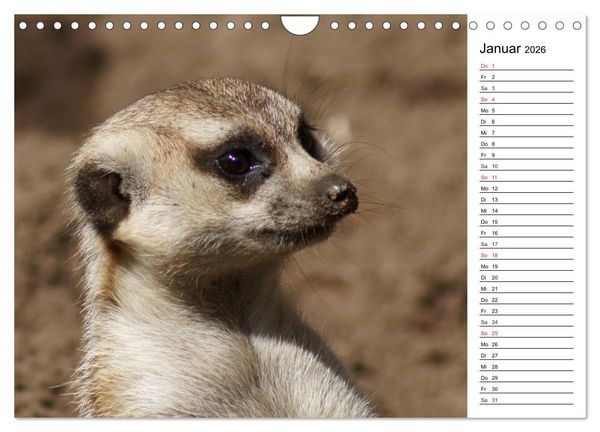 Produktbild: Faszinierende Tierportraits (Wandkalender 2026 DIN A4 quer), CALVENDO Monatskalender