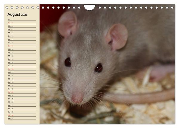 Produktbild: Ratten. Gelehrige Haustiere (Wandkalender 2026 DIN A4 quer), CALVENDO Monatskalender