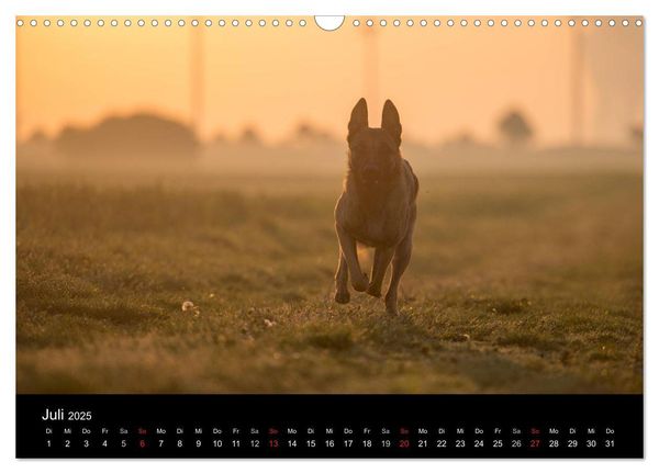 Belgische Schäferhunde - Der Malinois im Licht (Wandkalender 2025 DIN A3 quer), CALVENDO Monatskalender