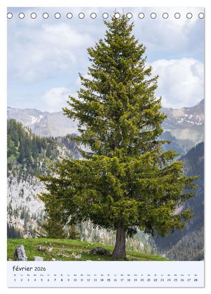 Produktbild: Arbres solitaires (Calendrier de bureau 2026 DIN A5 horizontal), CALVENDO calendrier mensuel