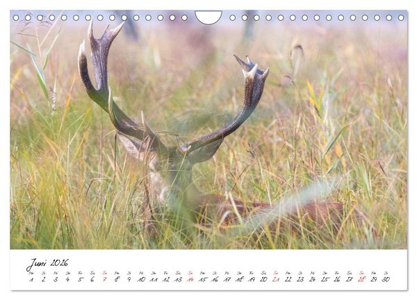 Produktbild: Rotwild - im Naturparadies der Mecklenburgischen Seenplatte (Wandkalender 2026 DIN A4 quer), CALVENDO Monatskalender