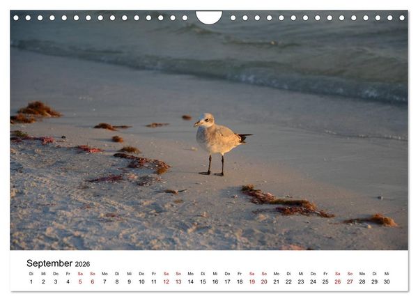 Produktbild: M&ouml;wen am Meer (Wandkalender 2026 DIN A4 quer), CALVENDO Monatskalender