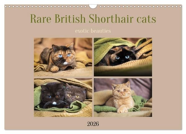 Rare British Shorthair cats (Wall Calendar 2026 DIN A3 landscape), CALVENDO 12 Month Wall Calendar
