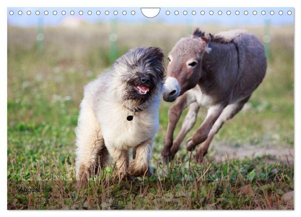 Produktbild: Little Donkey with Friends (Wall Calendar 2026 DIN A4 landscape), CALVENDO 12 Month Wall Calendar