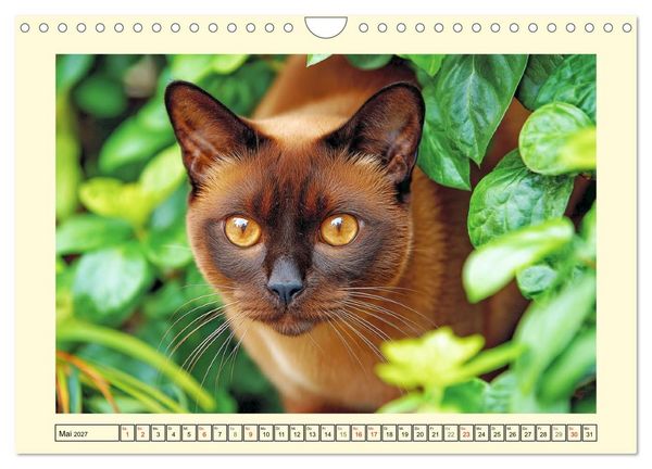 Produktbild: Sch&ouml;ne Katzen. Beliebte Samtpfoten im Garten (Wandkalender 2027 DIN A4 quer), CALVENDO Monatskalender