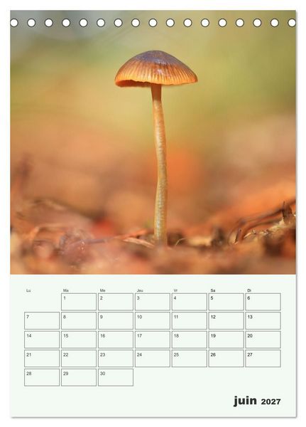 Produktbild: Champignons magiques - Beaut&eacute;s &eacute;ph&eacute;m&egrave;res (Calendrier de bureau 2027 DIN A5 horizontal), CALVENDO calendrier mensuel