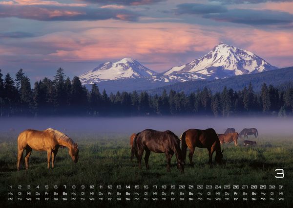 Produktbild: Pferdegefl&uuml;ster - Der Pferdekalender - 2027 - Kalender DIN A2