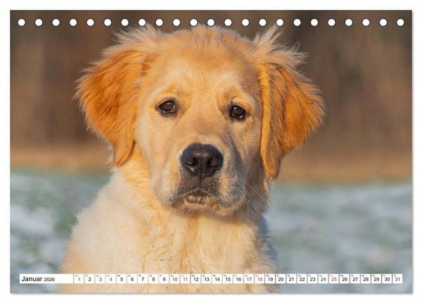 Produktbild: Goldige Herzensbrecher - Golden Retriever Welpen (Tischkalender 2026 DIN A5 quer), CALVENDO Monatskalender
